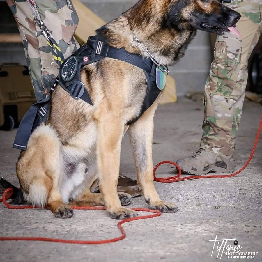 Dimatex Salvatex heisbar hundesele - Image 8